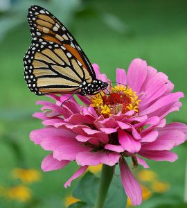 Monarch_Butterfly